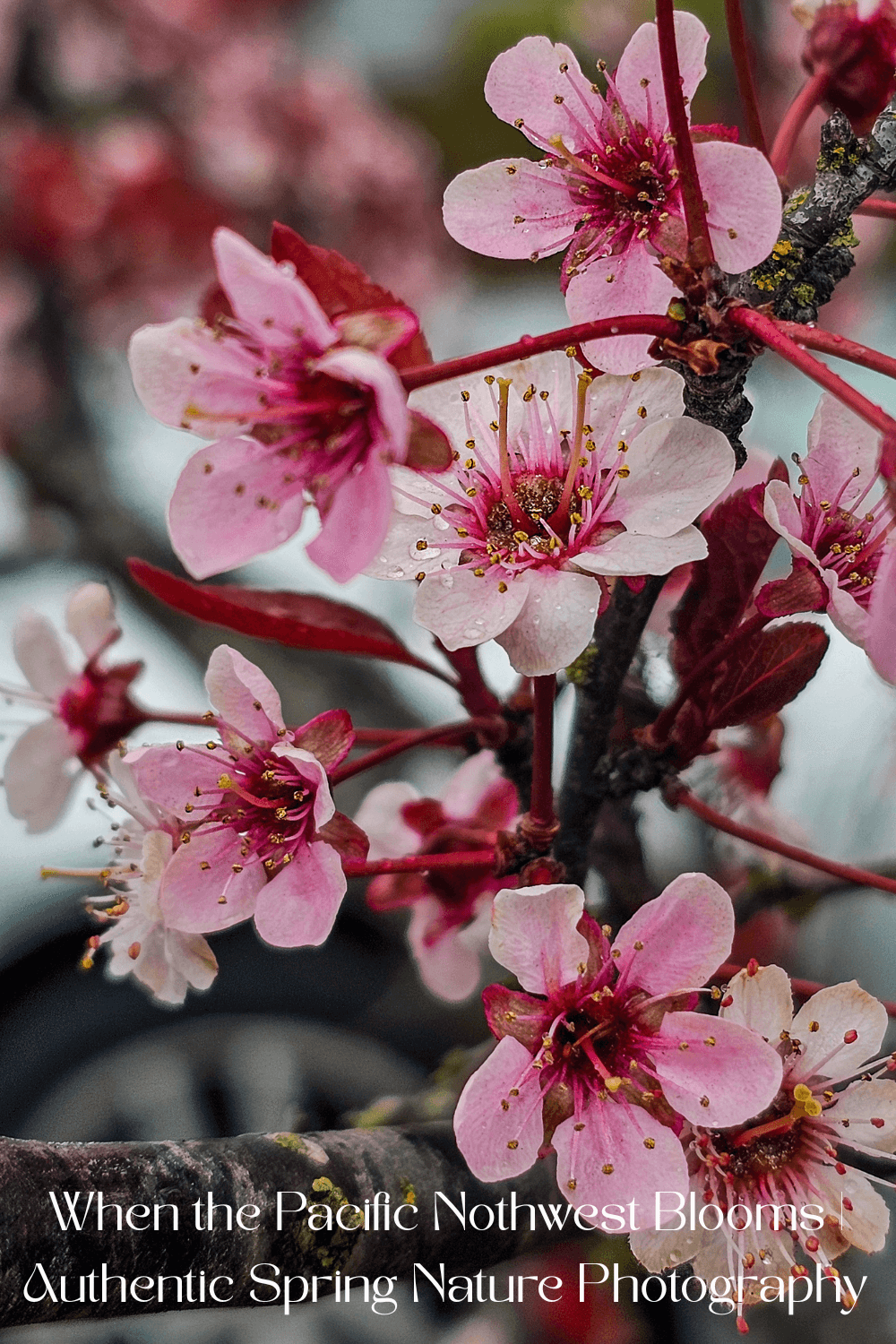 When the Pacific Northwest Blooms: How Authentic Spring Photography Transforms Your Space
