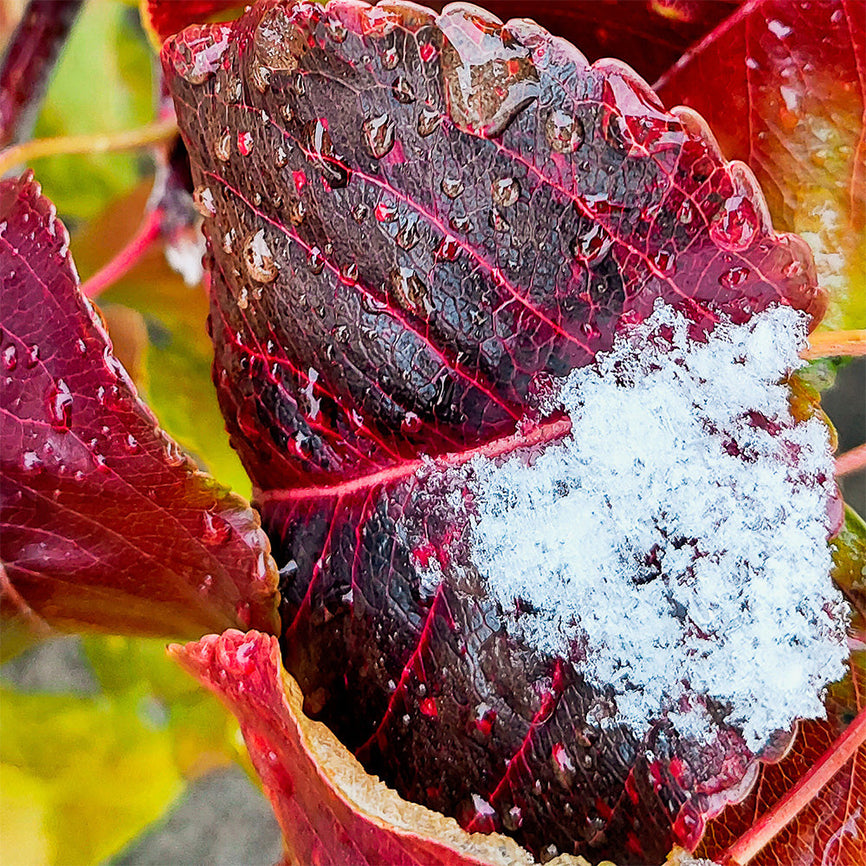 Winter-Frosty-Burgundy-Leaves-Macro-Photography