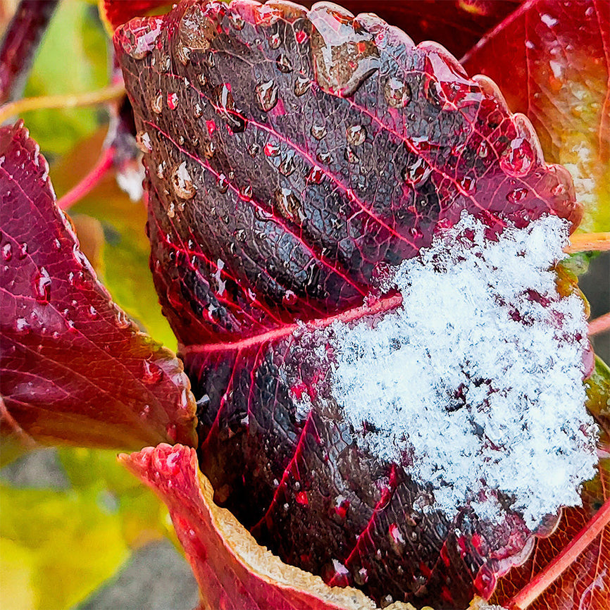 Winter-Frosty-Burgundy-Leaves-Macro-Photography