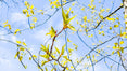 Spring Tree Branches Closeup Photography