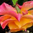 Close-up of a vibrant yellow and pink rose with water droplets on petals
