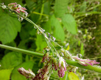 Macro Photography