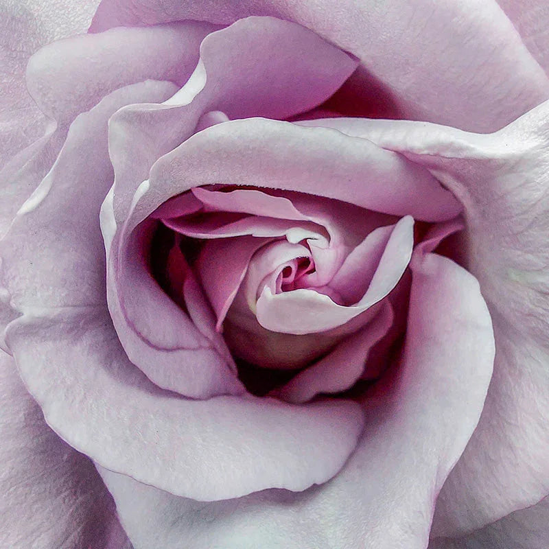 For Rose Lovers – The Virtue of God