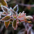 Frost-covered leaves and branches in winter, frozen nature close-up
