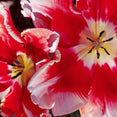 Close-up of vibrant red and white tulip flowers with yellow centers, floral canvas print