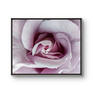 Purple Rose Authentic Macro Photography Horizontal Print | Unframed Canvas Wall Art | Modern Nature Home & Office Decor