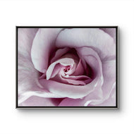 Purple Rose Authentic Macro Photography Horizontal Print | Unframed Canvas Wall Art | Modern Nature Home & Office Decor