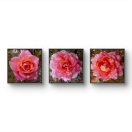 Pink Rose Flowers with Raindrops-Authentic Nature Macro Photography-Unframed Canvas Square 3 Prints Set-Modern Wall Art Home Décor Pictures