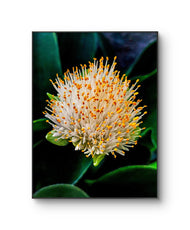 Vibrant Tropical Flower | Authentic Nature Closeup Photography Print | Vertical Unframed Canvas Wall Art for Biophilic Home Office Décor