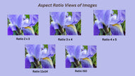 Digital 5 Prints 2x3, 3x4, 4x5, 5x7, 11x14 Ratios | Purple Iris Flower Authentic Macro Photography | Instant Download for Home Wall Art Decor & Multi-Device Wallpapers