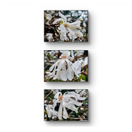 White Star Magnolia with Raindrops Nature Macro Photography Canvas Set | 3 Horizontal Prints | Botanical Wall Art