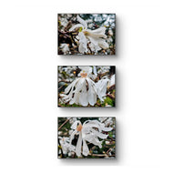 White Star Magnolia with Raindrops Nature Macro Photography Canvas Set | 3 Horizontal Prints | Botanical Wall Art