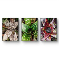 Vibrant Succulent Plants Authentic Closeup Photography Wall Art | Vertical Unframed Canvas Prints Set of 3 | Biophilic Home Office Décor