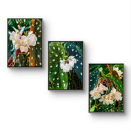 Polka Dot Begonia Flowers Closeup Photography Unframed Canvas Set of 3 Prints - Modern Nature Wall Art for Home Office Decor