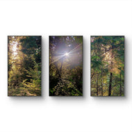 Forest Trees in Sunset | Authentic Nature Photography Prints Set of 3 | Vertical Unframed Canvas | Biophilic Wall Art