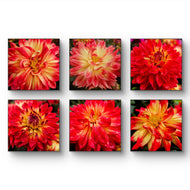 Red Dahlia with Raindrops Nature Macro Photography Canvas Set | 6 Square Prints | Botanical Wall Art