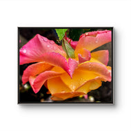 Pink Rose with Raindrops Macro Photography | Authentic Nature Wall Art | Unframed Canvas Horizontal Print | Modern Floral Home Office Decor