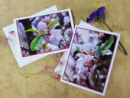 Greeting / Note Cards with Envelopes Featuring Apple Tree Flowers with Raindrops | Original Macro Photography | Blank 4 Cards Set – 4.5”x6.25”, 5.5”x8.5” | Nature Lover Gift