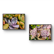 Vibrant Succulents Macro Photography by The Virtue of God | Unframed Horizontal Canvas Set of 2 Prints | Aesthetic Wall Art Home Décor