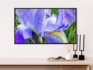 Digital 5 Prints 2x3, 3x4, 4x5, 5x7, 11x14 Ratios | Purple Iris Flower Authentic Macro Photography | Instant Download for Home Wall Art Decor & Multi-Device Wallpapers