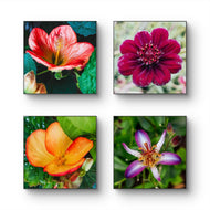 Vibrant Tropical Flowers Close-Up Nature Photography I Square Unframed Canvas Wall Art Set of 4 | Elegant Floral Print for Home Décor