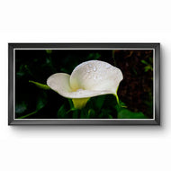 White Arum Lily with Raindrops | Authentic Nature Closeup Photography | Unframed Canvas Horizontal Print | Biophilic Wall Art Style