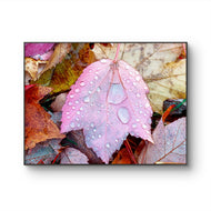 Autumn Colorful Leaves with Raindrops Canvas Print | Authentic Macro Photography | Unframed Horizontal Print | Biophilic Wall Art Décor
