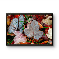 Autumn Colorful Leaves with Raindrops Framed Canvas Print | Authentic Macro Photography | Black Frame Horizontal Print | Biophilic Wall Art for Home Office Decor