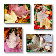 Autumn Vibrant Leaves Biophilic Wall Art Decor | Raindrops Nature Photography Prints Set of 4 on Unstretched Museum-Quality Canvas