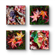Autumn Vibrant Leaves Canvas Set of 4 | Authentic Closeup Photography | Unframed Square Prints | Biophilic Wall Art Home & Office Décor