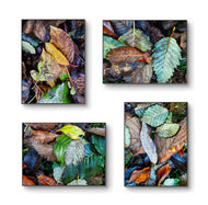 Autumn Vibrant Leaves Wall Art Set of 4 | Nature Closeup Original Photography | Unstretched Canvas Print | Biophilic Home & Office Décor