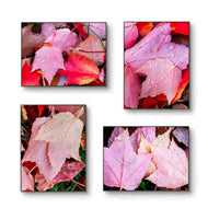 Autumn Vibrant Red Pink Rain-Kissed Leaves Biophilic Wall Art Decor | Authentic Macro Nature Photography | Unstretched Canvas Set of 4 Prints
