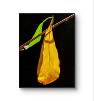 Autumn Yellow Leaf Sunlit Photography Vertical Print | Unstretched Canvas Wall Art | Biophilic Nature Décor | Multiple Sizes Available