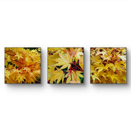 Autumn Yellow Maple Leaves Authentic Macro Photography | Unstretched Canvas Square Print Set of 3 | Biophilic Wall Art Decor