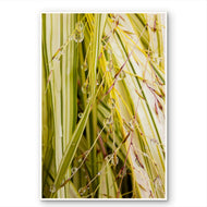 Kissed by Rain — Japanese Sedge Grass with Raindrops | Botanical Canvas Wall Art | Vertical Macro Photography Print | Biophilic Nature Decor