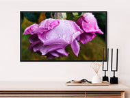 Digital 4 Prints 4x3 & 16x9 Ratios | Pink & Orange Roses with Raindrops Authentic Macro Photography | Instant Download for Home Wall Art Decor & Multi-Device Wallpapers