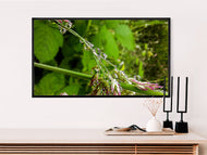 Digital 4 Prints 4x3 & 16x9 Ratios | Wetland Grass with Raindrops Authentic Macro Photography | Instant Download for Home Wall Art Decor & Multi-Device Wallpapers