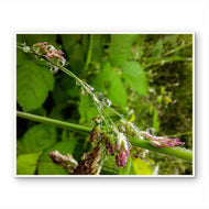 Green Botanical Canvas Wall Art | Yorkshire Fog Grass with Raindrops | Authentic Macro Photography | Unframed Horizontal Print for Biophilic Decor