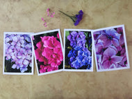 Greeting / Note Cards with Envelopes Featuring Vibrant Hydrangea Blossoms Original Photography | Blank 4 Cards Set 4.5x6.25 in, 5.5x8.5 in