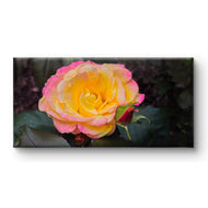Pink & Yellow Sunrise Rose Canvas Art | Radiate Joy & Optimism in Your Space | Authentic Garden Photography | Biophilic Horizontal Wall Decor