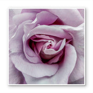 For Rose Lovers — Purple Rose Closeup Photography | Unframed Square Canvas Wall Art Print for Living Room