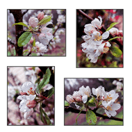 Rainy Apple Blossom Macro Photography Canvas Set of 4 | Unframed Vertical & Horizontal Spring Wall Art | Biophilic Décor for Living Room, Bedroom & Office