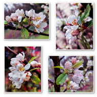 Rainy Apple Blossom Macro Photography Canvas Wall Art Set of 4 | Unframed Vertical & Horizontal Prints | Biophilic Décor for Living Room, Bedroom & Office