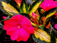 Floral Art Fanny Pack | Original Red Flower Print | Waterproof 13"