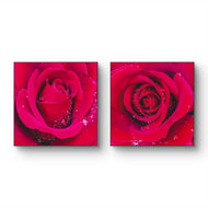 Red Roses with Raindrops | Authentic Nature Macro Photography | Unframed Canvas 2 Square Prints Set | Biophilic Style Wall Art for Home Décor