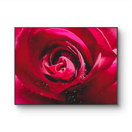 Red Rose Petals with Raindrops | Authentic Nature Macro Photography Print | Horizontal Unframed Canvas | Biophilic Wall Art Décor