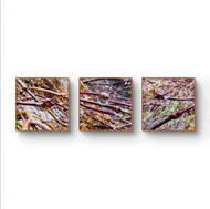 Spring Maple Branches with Raindrops - Authentic Macro Photography - Unframed Canvas Square 3 Prints Set - Biophilic Style Wall Art Décor