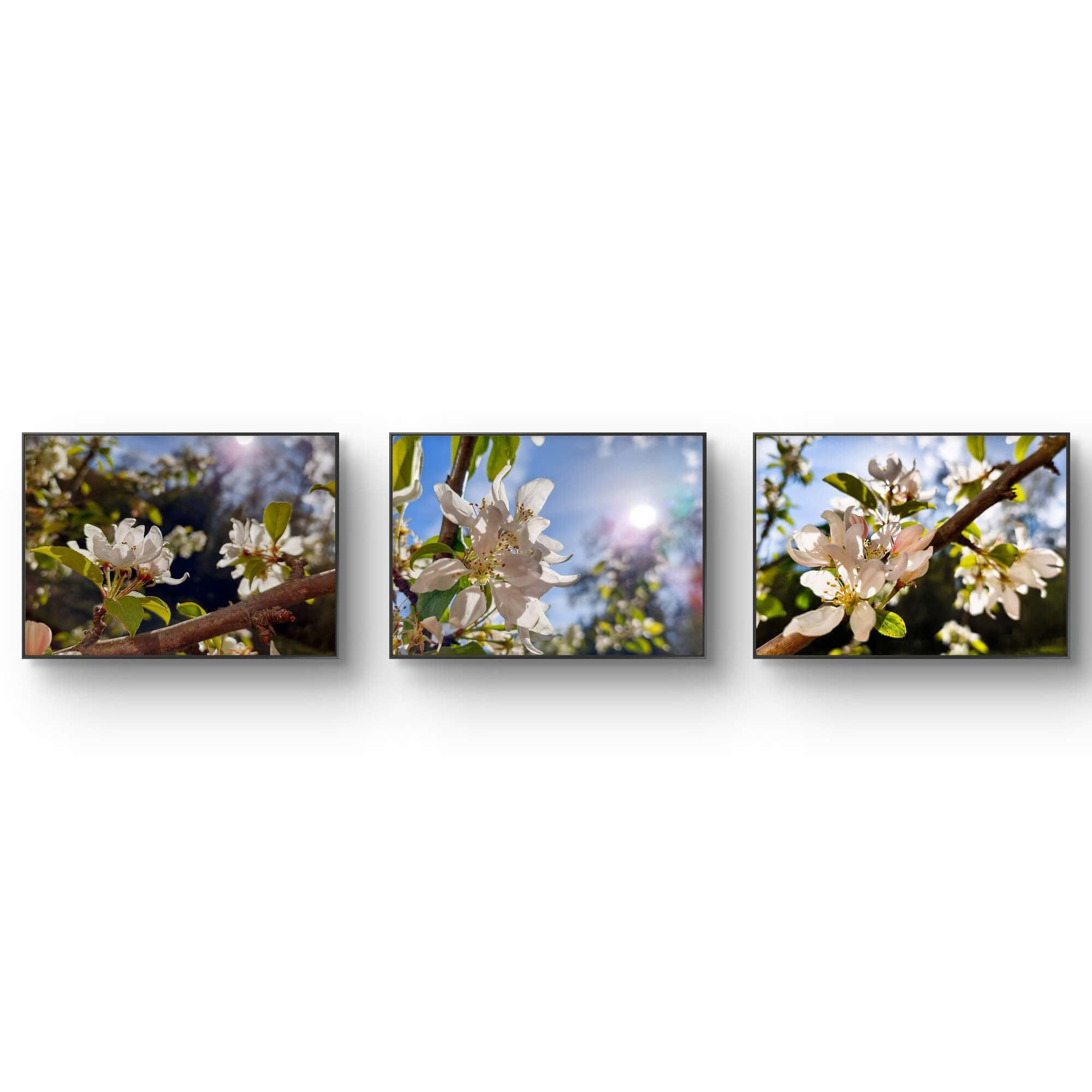 Sunset Apple Blossom Canvas Set of 3 | Spring Wall Art – The