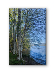 Tranquil Birch Trees by Mountain Lake | Authentic Nature Photography | Vertical Gallery Wrapped Canvas | Living Room, Office, or Cabin Wall Art