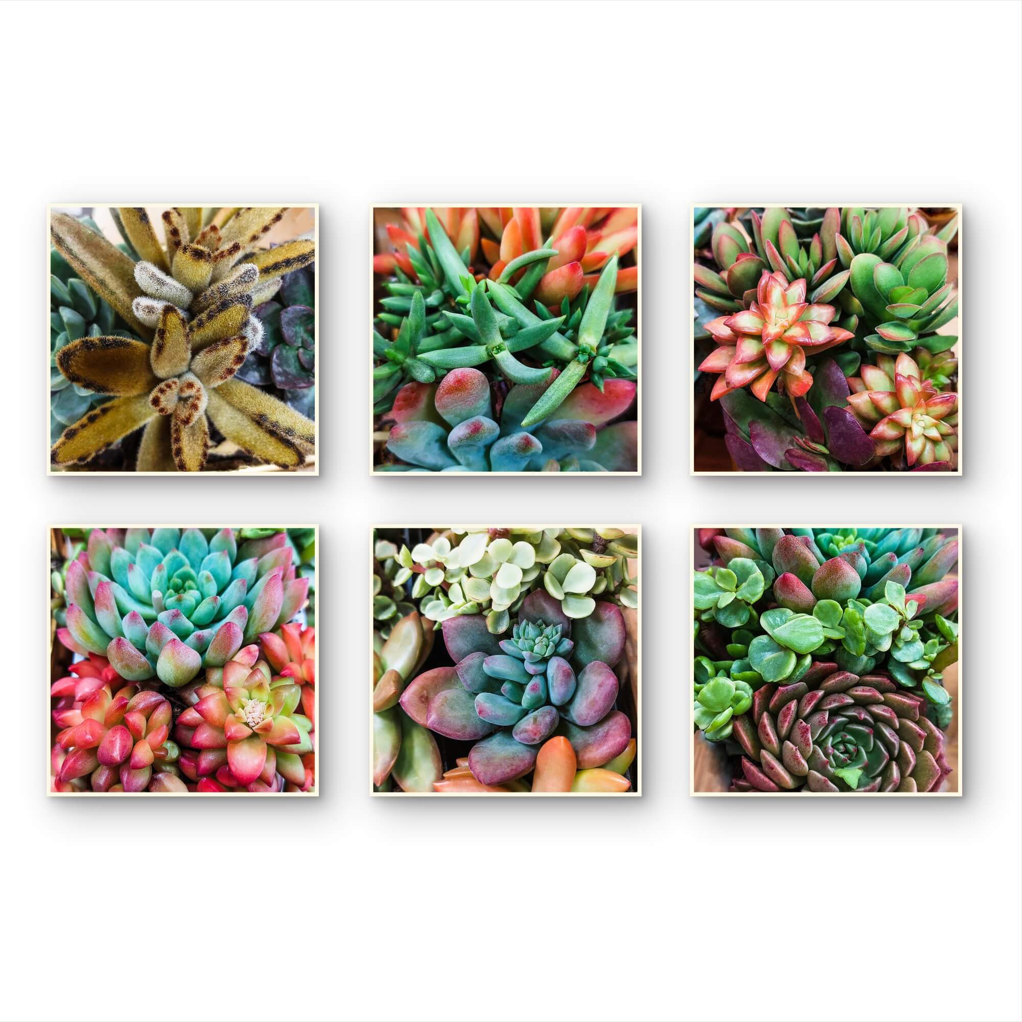 succulent prints 8 x 8 in Vibrant Spring Succulents Canvas Wall Art Set of 6 — Unframed Square Macro Photography Prints